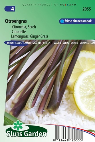 Citronella Plant