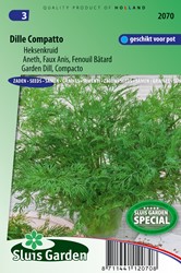 Dill Compatto - Anethum graveolens