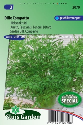 Dill Compatto - Anethum graveolens