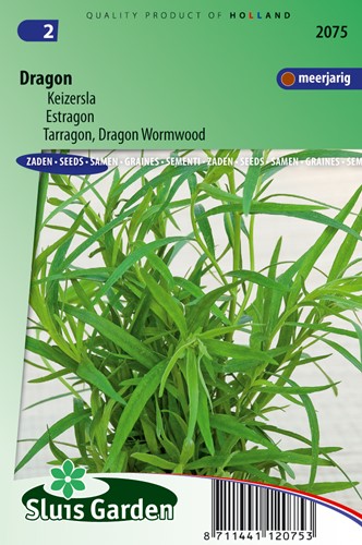 Tarragon, Dragon Wormwood - Artemisia dracunculus