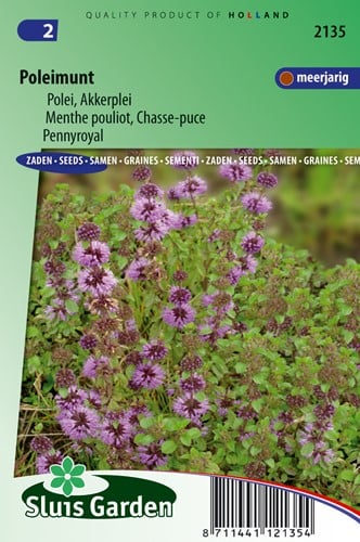 Pennyroyal mint (Mentha pulegium)