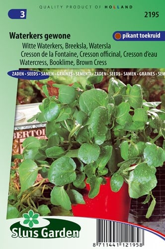 Watercress - Nasturtium officinale