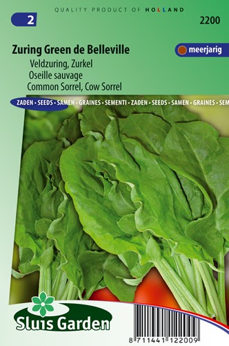 Sorrel Green de Belleville (Rumex acetosa)