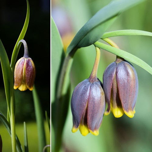 Fritillaria Uva-Vulpis-2