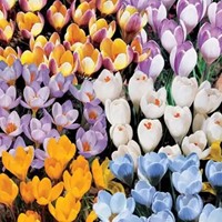 Krokus Botanisch Gemengd - Crocus mix Grootverpakking-2