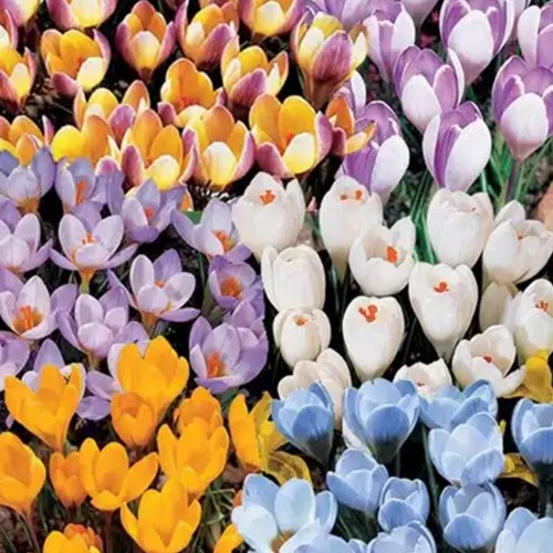 Krokus Botanisch Gemengd - Crocus mix Grootverpakking-2