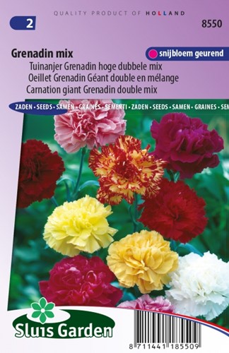 Carnation Grenadin Mix  ? Dianthus