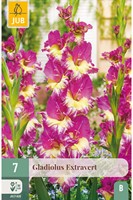 Gladiolus Extravert - Sword lily