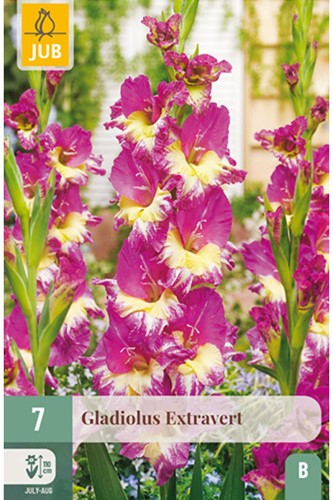 Gladiolus Extravert - Sword lily