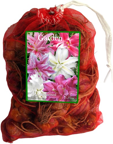 Double oriental Lilies Mix – Lilium (Large Pack XL)