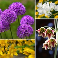 Alliums Fantasy Mix - Ornamental garlic