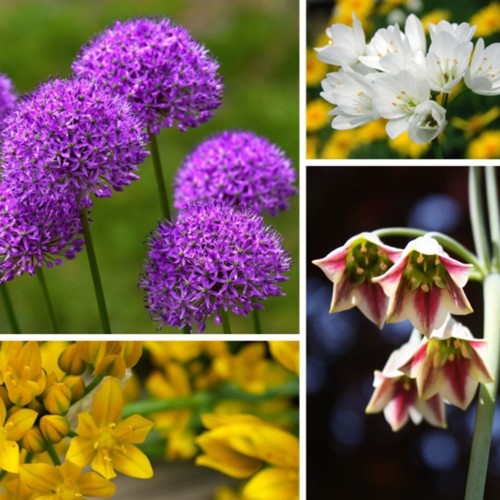 Alliums Fantasy Mix - Ornamental garlic