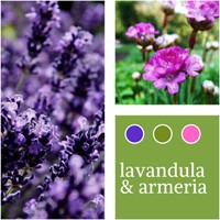Planten Mix Lavandula & Armeria maritima