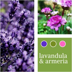 Planten Mix Lavandula & Armeria maritima