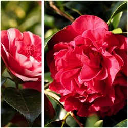 Camellia japonica Lady Campbell - Camelia