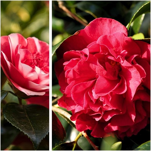 Camellia japonica Lady Campbell (Three-pack)