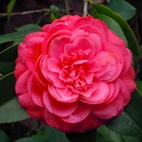 Camellia japonica Lady Campbell – Camelia (Driepack)-2