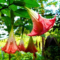 Angel's Trumpet Red - Brugmansia (Container Plant)