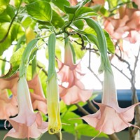 Angel's Trumpet Pink - Brugmansia (Container Plant)-2