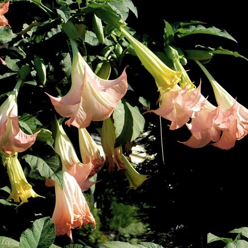 Angel's Trumpet Pink - Brugmansia (Container Plant)