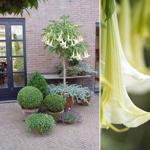 Angel's Trumpet White - Brugmansia (Container Plant)-2