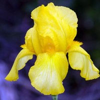 Iris Germanica Goldfackel – Bearded Iris (Three-pack)