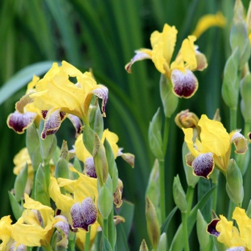 Iris Germanica Nibelungen - Bearded Iris