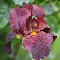 Iris Germanica Red Zinger - Bearded Iris (Three-pack)
