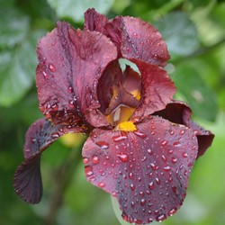 Iris Germanica Red Zinger - Bearded Iris (Three-pack)