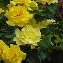 Climbing rose Golden Climber - Rosa