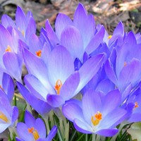 Krokus Ruby Giant - Crocus tommasinianus (Grootverpakking)