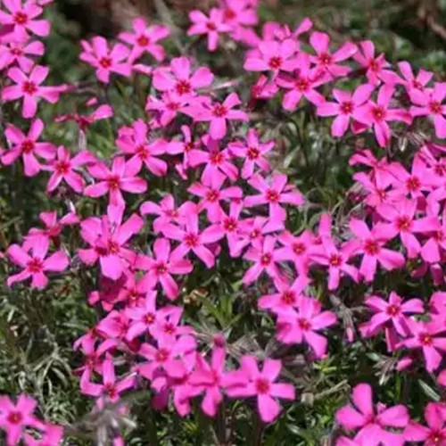 Creeping Phlox Scarlet Flame - Phlox subulata