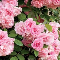 Rose Pink Climber - Climbing rose