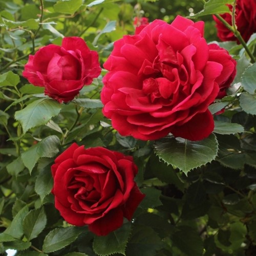 Rose Red Climber - Climbing Rose