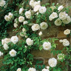 Rose White Climber - Climbing rose