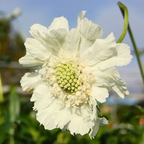 Scabiosa Caucasica Alba - Scabious (Six-pack)