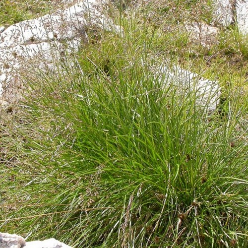Tufted Hair Grass 'Goldschleier' (Six-pack)