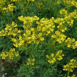Common Rue - Ruta graveolens