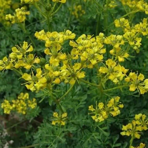 Common Rue - Ruta graveolens