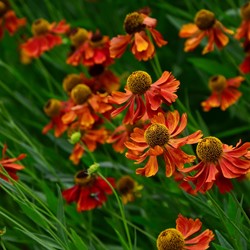 Helenium Moerheim Beauty - Sneezeweed (Pot plant)