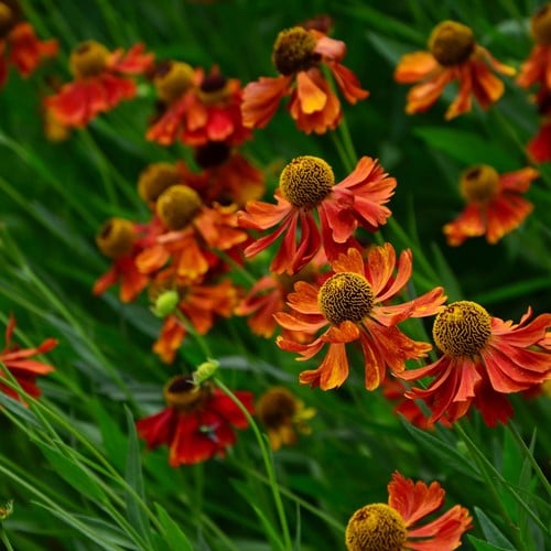 Helenium Moerheim Beauty - Sneezeweed (Pot plant)