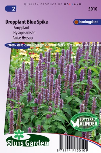 Anise Hyssop Blue Spike - Agastache