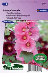 Hollyhock Antwerp Stars single mix - Alcea ficifolia