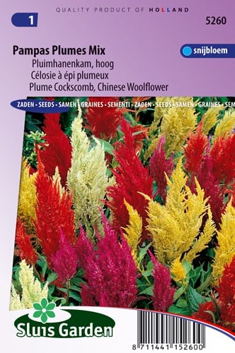 Cockscomb or Chnese woolflower Pampas Plume Mix