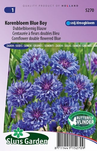 Cornflower Blue Boy double flowered