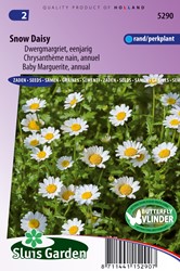 Daisy Marguerite, annual Snow Daisy