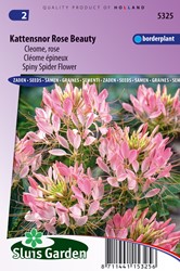 Spiny Spider flower Rose Beauty - Cleome