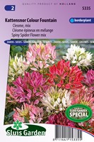 Kattensnor Colour Fountain mix - Cleome