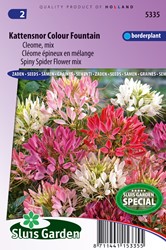 Kattensnor Colour Fountain mix - Cleome