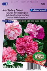 Carnation Chabaud double Picotee Fantasy mix